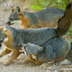 Illustration for article titled Wednesday Woof - Urocyon littoralis Edition